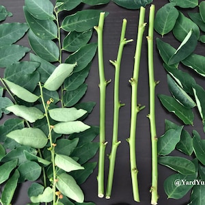 Katuk Sweet Leaf Unrooted CUTTINGS Subtropical Perennial Vegetable Shrub Tropical Asparagus Hạt bồ ngót - Sauropus androgynous