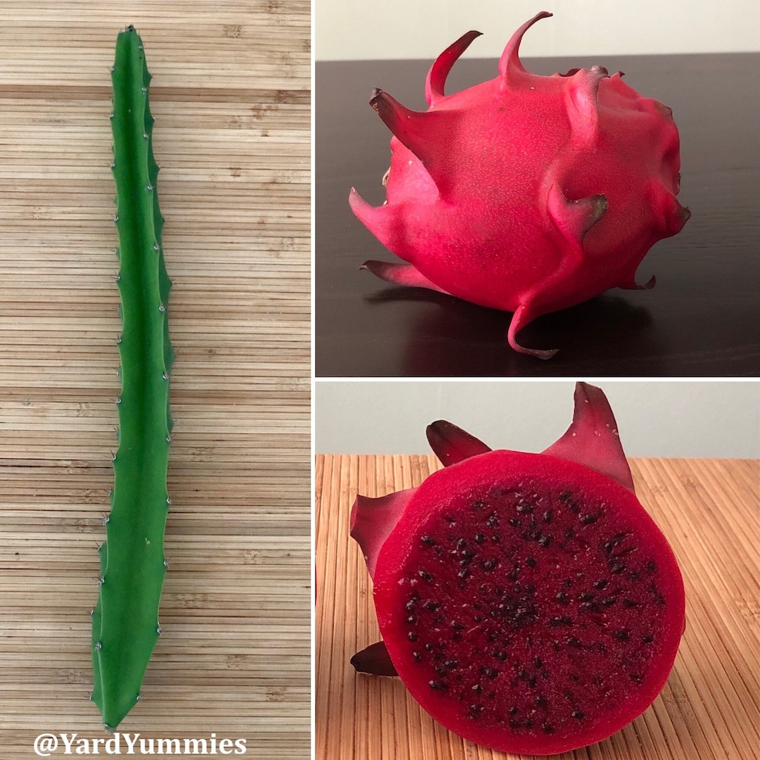 One 12 Dragon Fruit Cutting Zamorano Variety Unrooted Red Flesh Fruit