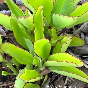 A close-up of a young green Jamaican Leaf of Life succulent plant with red-brown edges on the leaves. The plant is growing in a bed of brown mulch. It is a young plant with bright green leaves.