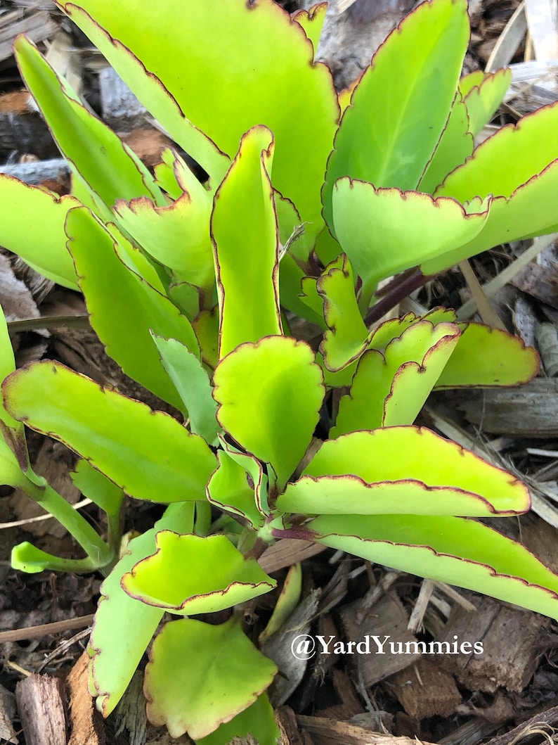 A close-up of a young green Jamaican Leaf of Life succulent plant with red-brown edges on the leaves. The plant is growing in a bed of brown mulch. It is a young plant with bright green leaves.