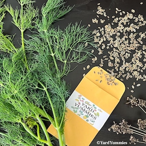 Bouquet Dill Herb Seeds- 300 SEEDS Heirloom Anethum Graveolens Naturally Grown Annual Dillweed Herb Seeds