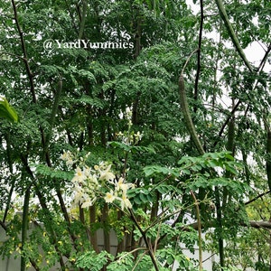 Moringa tree in bloom with white flowers, green leaves, and large seed pods hanging from its branches.