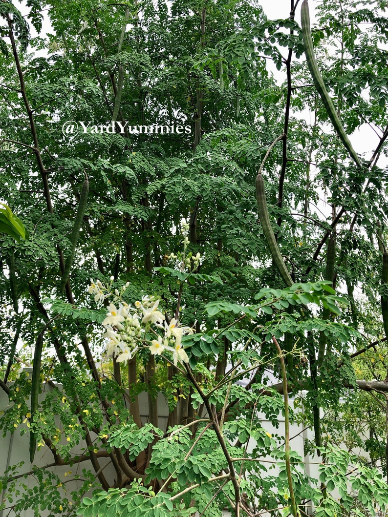 Moringa tree in bloom with white flowers, green leaves, and large seed pods hanging from its branches.