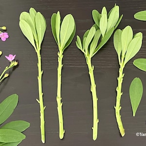 Surinam Spinach Cuttings: Waterleaf, Ceylon, Philippine Spinach, Efo Gbure- Perennial Vegetable