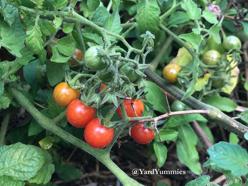 A close-up of a Florida Everglades tomato plant with several small red tomatoes growing on it. The tomatoes are clustered together on the vine, which is green and has small hairs. The tomatoes are in varying stages of ripening. Some are bright red, some are orange, and some are green.
