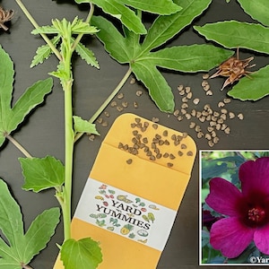 May include: An overhead shot features green leaves, seed pods, and a packet of seeds. The packet has the text "YARD YUMMIES" and a colorful illustration. A close-up of a deep magenta flower is in the lower right corner.