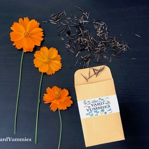 May include: A brown envelope with the text "Yard Yummmies" and a colorful illustration of various vegetables and fruits. Three orange cosmos flowers with green stems are arranged on a black background with brown seed pods scattered around.