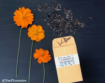 25 Orange Cosmos Flower Seeds: Heirloom Bright Lights Annual Flower. Naturally Grown in FL