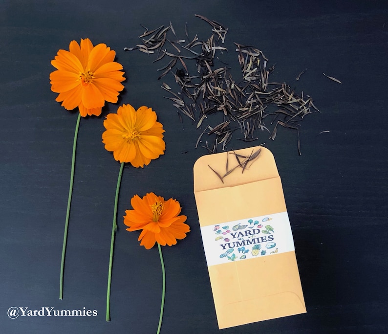 Bright orange cosmos flowers and an open packet of Yard Yummies cosmos flower seeds scattered on a black table. The seeds are long shaped and brown. The flowers are freshly picked a vibrant.