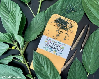 250 Seeds of Egyptian Spinach- Molokhia- Ewedu- Jute- Saluyot- Jews Mallow- Non GMO