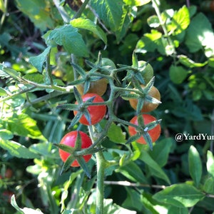 A close-up of a Florida Everglades tomato plant with several small red and green tomatoes. The tomatoes are growing on a vine with green leaves.