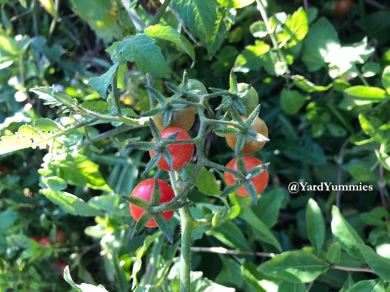 A close-up of a Florida Everglades tomato plant with several small red and green tomatoes. The tomatoes are growing on a vine with green leaves.