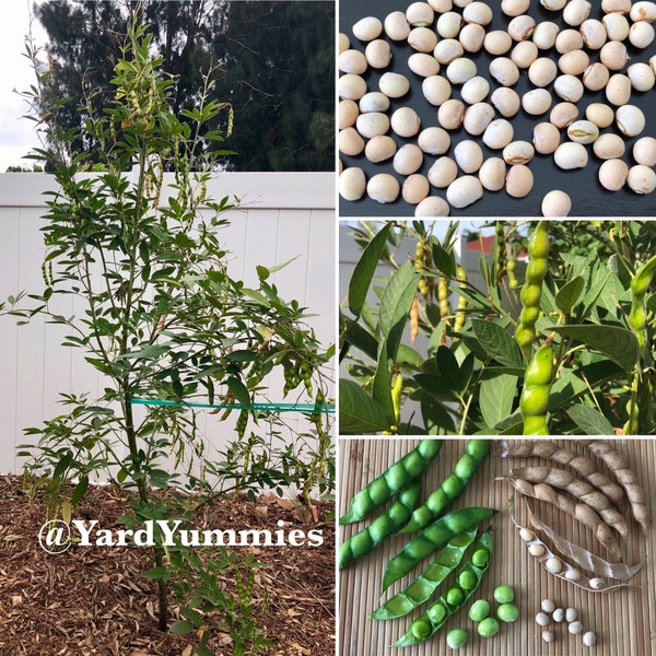 Pigeon Pea SEEDS - Cajanus Cajan- Gungo Peas- Grandules- 30 Seeds- Perennial Legume Pigeonpea