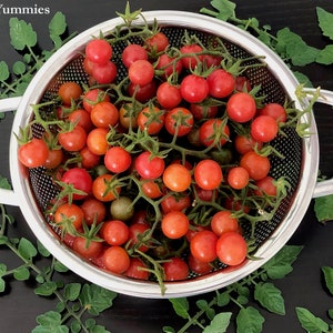 A stainless steel colander filled with small red and ripe Florida everglades tomatoes on the vine. The colander has two handles and is sitting on a black surface. Green FL Everglades tomato leaves and leafy stems surround the colander.