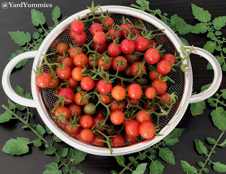 A stainless steel colander filled with small red and ripe Florida everglades tomatoes on the vine. The colander has two handles and is sitting on a black surface. Green FL Everglades tomato leaves and leafy stems surround the colander.