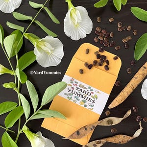 A packet of white butterfly pea flower seeds scattered open on a black surface. Surrounded by bright white butterfly pea flowers, green foliage, its black seeds and tan seed pods.