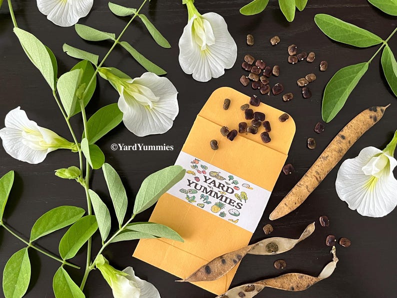 A packet of white butterfly pea flower seeds scattered open on a black surface. Surrounded by bright white butterfly pea flowers, green foliage, its black seeds and tan seed pods.