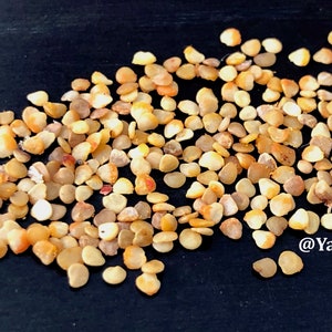 A pile of small, light brown ashwagandha seeds on a black surface. The seeds are oval-shaped and have a slightly rough texture.