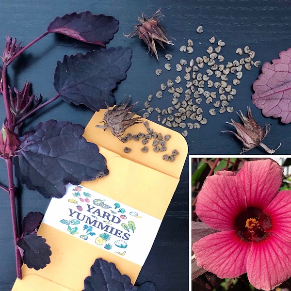 Cranberry Hibiscus 25 SEEDS African Rosemallow Seeds Hibiscus Acetosella Red Leaf Hibiscus