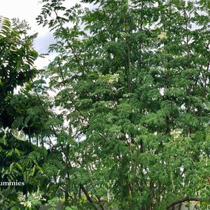 Large moringa tree growing in a florida garden setting. The tree is very healthy and has several tall vertical branches with lots of green stems and leaves.
