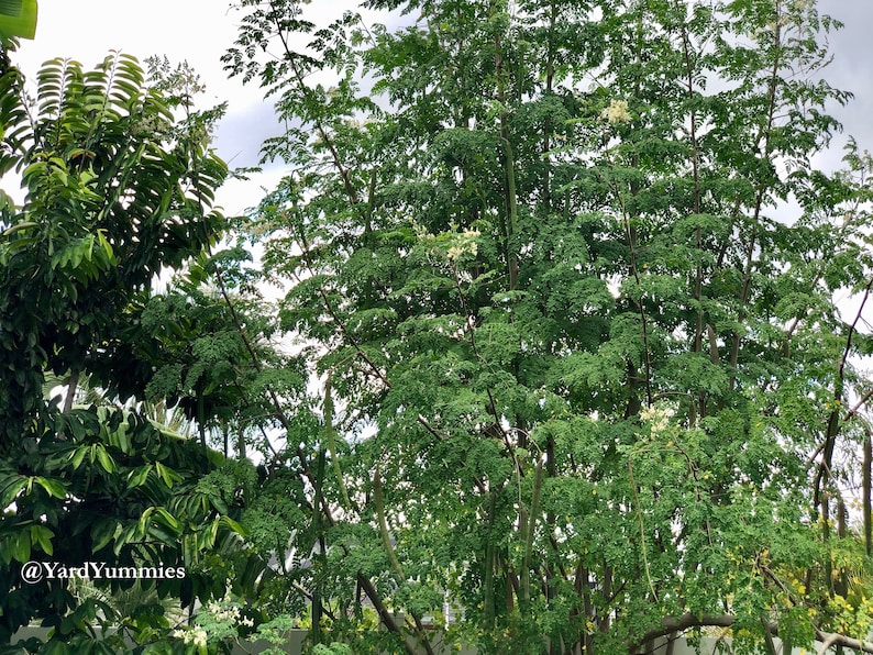 Large moringa tree growing in a florida garden setting. The tree is very healthy and has several tall vertical branches with lots of green stems and leaves.
