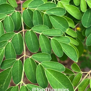 A close up of a fresh green moringa leaf stem showing a very close view of the individual leaves on the stem. The leaves are oval shaped with a white vein and are bright green.