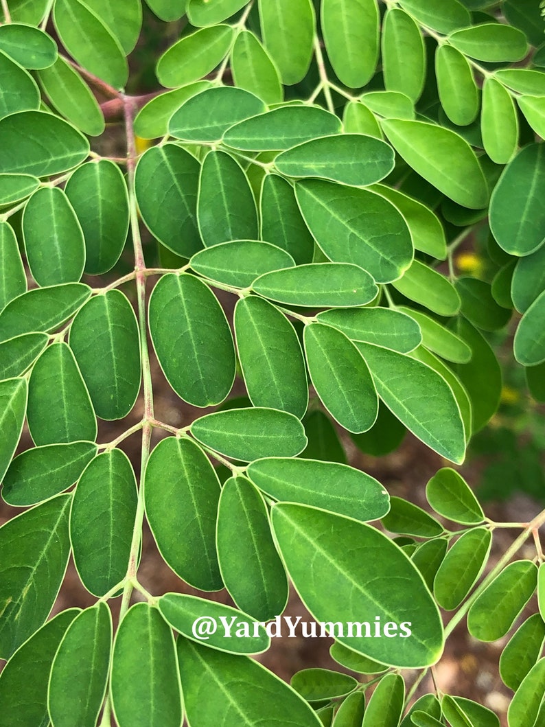 A close up of a fresh green moringa leaf stem showing a very close view of the individual leaves on the stem. The leaves are oval shaped with a white vein and are bright green.