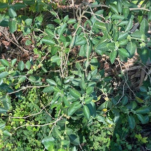 Ashwagandha SEEDS – 50 Seeds- Withania Somnifera – Indian Ginseng- Ayurvedic Herb- Seed- Non GMO Bild 7