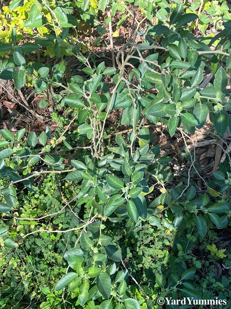 Ashwagandha SEEDS – 50 Seeds- Withania Somnifera – Indian Ginseng- Ayurvedic Herb- Seed- Non GMO Bild 7