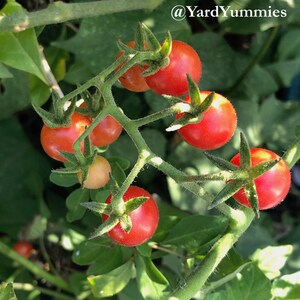 A close-up of a Florida Everglades tomato plant with several small red tomatoes growing on it. The tomatoes are clustered together on the vine, which is green and has small hairs. The background is blurred and green.