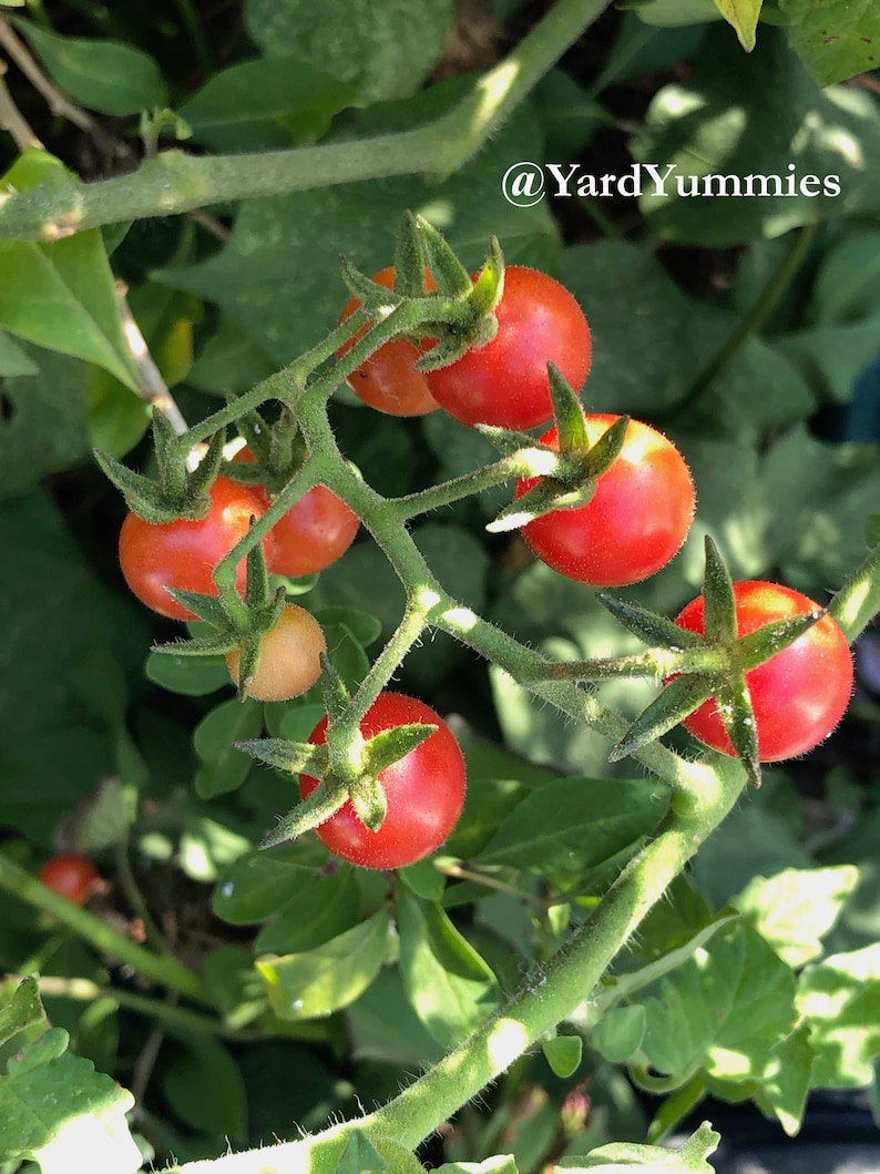 A close-up of a Florida Everglades tomato plant with several small red tomatoes growing on it. The tomatoes are clustered together on the vine, which is green and has small hairs. The background is blurred and green.
