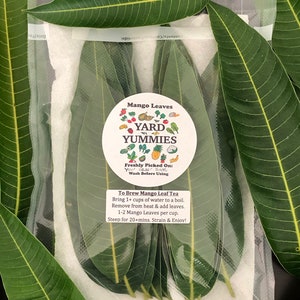 Fresh Mango Leaves: Naturally Grown in Florida, Loose Leaf Tea