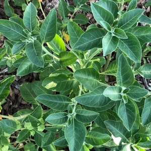 A close-up of a green leafy ashwagandha plant. The plant is growing in a bed of brown mulch.