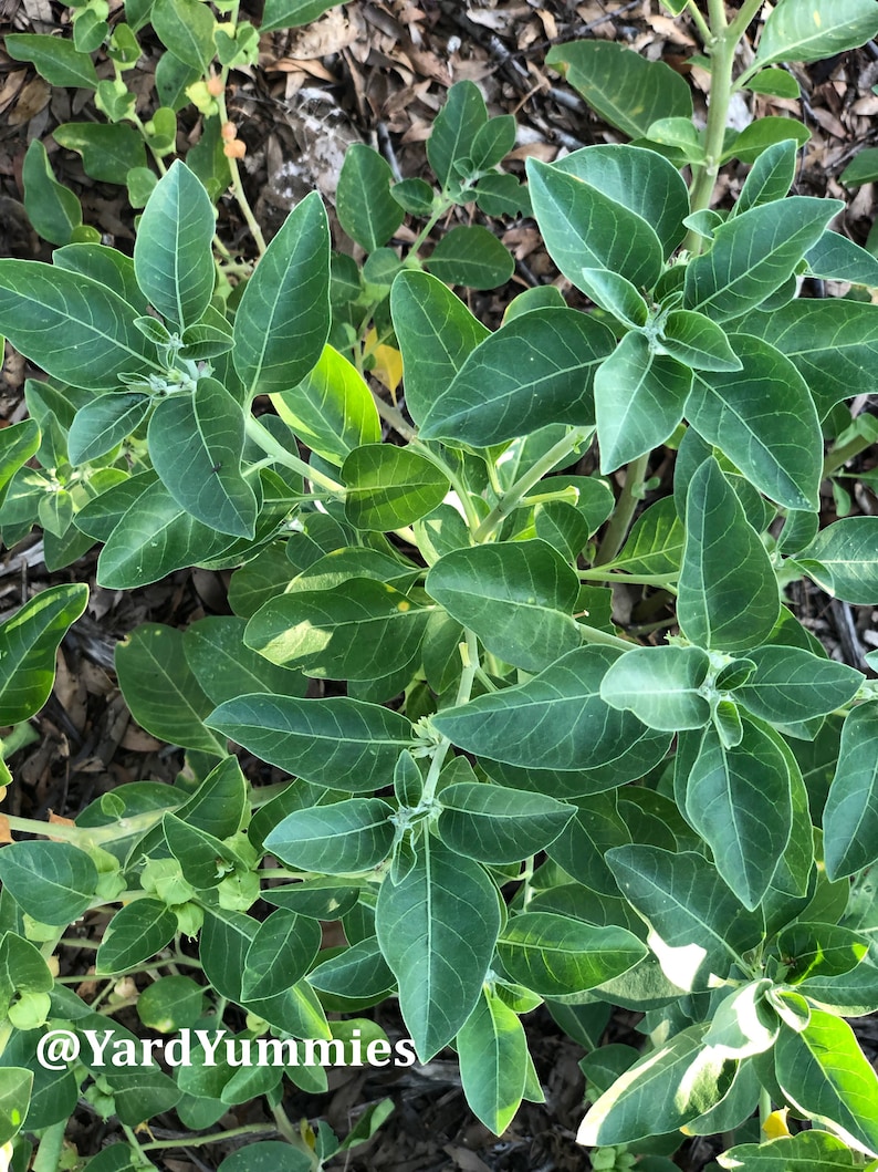 A close-up of a green leafy ashwagandha plant. The plant is growing in a bed of brown mulch.