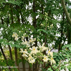 Close up of white moringa flower blooms surrounded by moringa leaf branches. The small white flowers are blooming in clusters and have yellow pollen in their centers.
