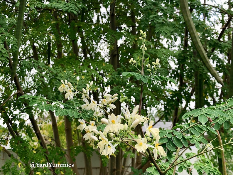 Close up of white moringa flower blooms surrounded by moringa leaf branches. The small white flowers are blooming in clusters and have yellow pollen in their centers.