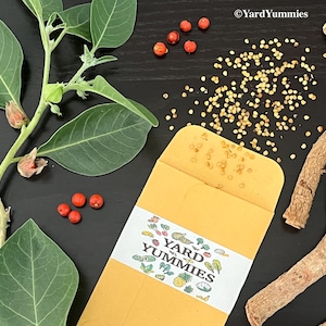 A paper seed packet with the logo Yard Yummmies on it, surrounded by ashwagandha root, seeds, berries and cutting with leaves. The seed packet is open. The ashwagandha seeds are scattered on a black surface.The seeds are small and round and a light tan color. To the right of the seed packet is some ashwagandha root pieces which are a light brown in color. There are a few red ashwagandha berries scattered. To the left of the seed packet is a stem cutting of an ashwagandha plant with green leaves.