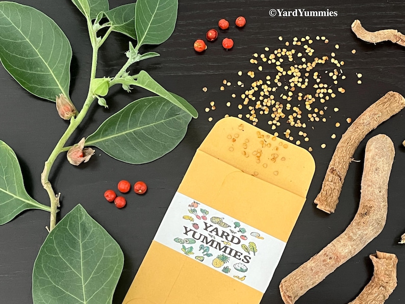 A paper seed packet with the logo Yard Yummmies on it, surrounded by ashwagandha root, seeds, berries and cutting with leaves. The seed packet is open. The ashwagandha seeds are scattered on a black surface.The seeds are small and round and a light tan color. To the right of the seed packet is some ashwagandha root pieces which are a light brown in color. There are a few red ashwagandha berries scattered. To the left of the seed packet is a stem cutting of an ashwagandha plant with green leaves.