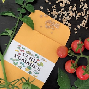 A packet of Florida everglades tomato seeds scattered on a black surface. The seeds are coming out of a tan paper envelope. To the right of the envelope are some of the small ripe and red everglades tomatoes on the vine. Over the bottom of the seed envelope and to the left is a green branch from the tomato plan that has little yellow flowers at the top and some small green tomatoes at the bottom.
