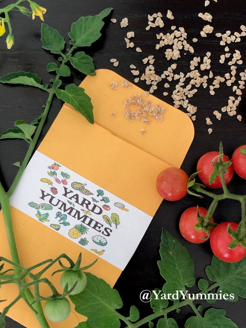A packet of Florida everglades tomato seeds scattered on a black surface. The seeds are coming out of a tan paper envelope. To the right of the envelope are some of the small ripe and red everglades tomatoes on the vine. Over the bottom of the seed envelope and to the left is a green branch from the tomato plan that has little yellow flowers at the top and some small green tomatoes at the bottom.