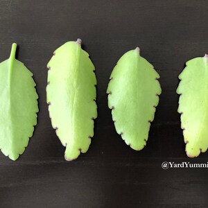 The backside of four green Jamaican Leaf of Life leaves with scalloped edges on a black surface. The leaves are arranged in a row, with the tips of the leaves pointing down.