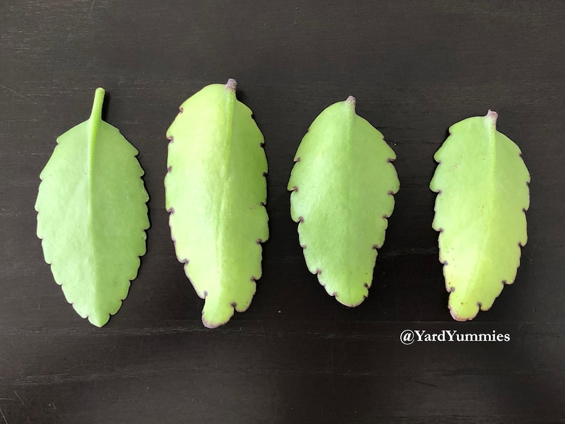 The backside of four green Jamaican Leaf of Life leaves with scalloped edges on a black surface. The leaves are arranged in a row, with the tips of the leaves pointing down.
