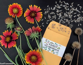 Flor de manta india (100 semillas): Gaillardia Firewheel (hereditaria), cultivada naturalmente en Florida.