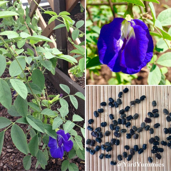 Blue Butterfly Pea Seeds- Packet of 25 Seeds