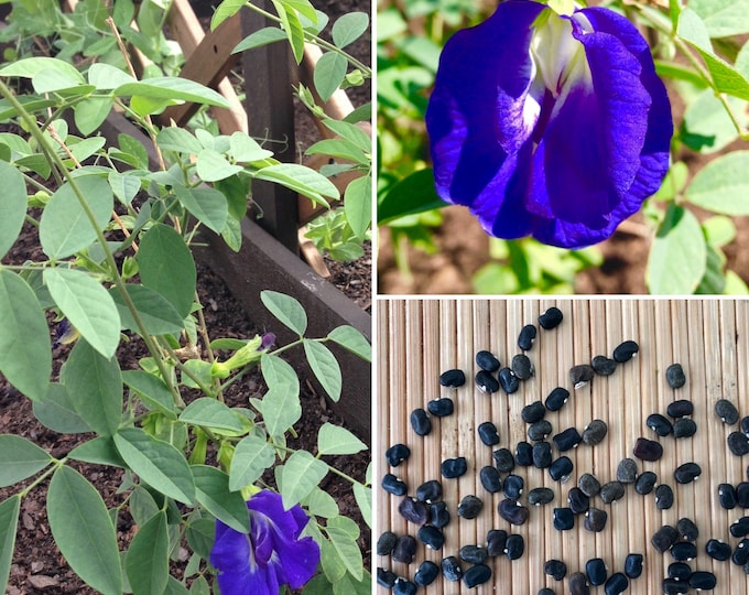 Blue Butterfly Pea Seeds Packet of 25 Seeds Etsy