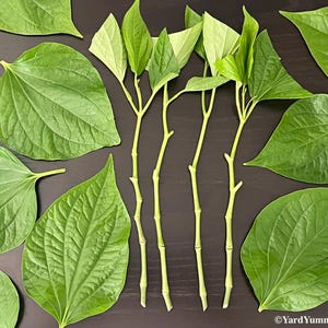 Lá Lốt Unrooted Cuttings- Lolot Piper sarmentosum- Not Betel Leaf - Chaphlu Kaduk Lo lot lalot Tropical Perennial Creeping Trailing Herb