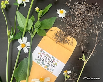 150+ Bidens Alba Seeds: Spanish Shepherds Butterfly Needle, Beggarticks, Romerillo Flower- FL Native Herb