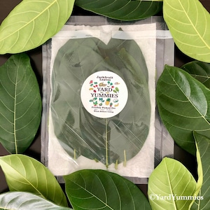 May include: A package of fresh jackfruit leaves, surrounded by other jackfruit leaves. The package has a circular sticker with the text "Yard Yummies" and "Freshly Picked On". The leaves are a deep green color.