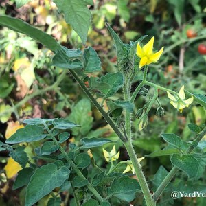A close up of a flowering branch of a Florida Everglades tomato plant. The flowers are at the tips of the branches and are small and yellow. The leaves and stems of the tomato plant are green.