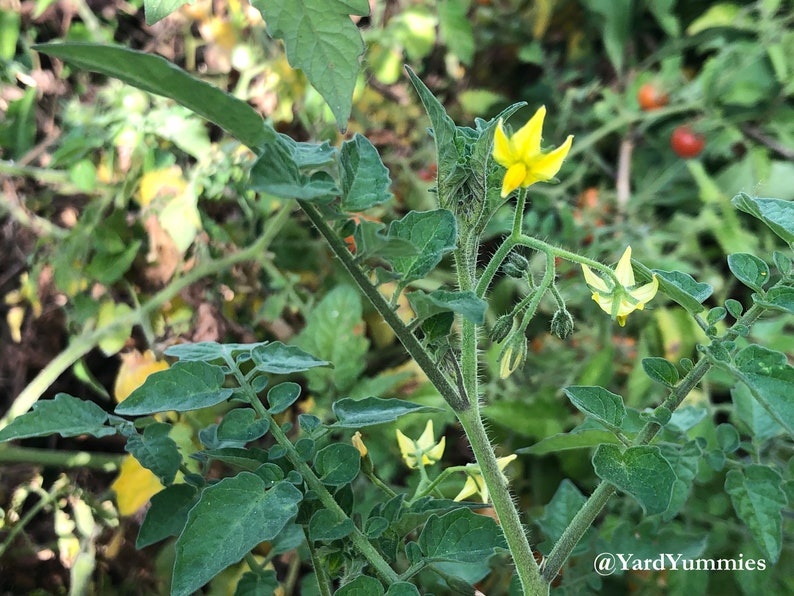 A close up of a flowering branch of a Florida Everglades tomato plant. The flowers are at the tips of the branches and are small and yellow. The leaves and stems of the tomato plant are green.
